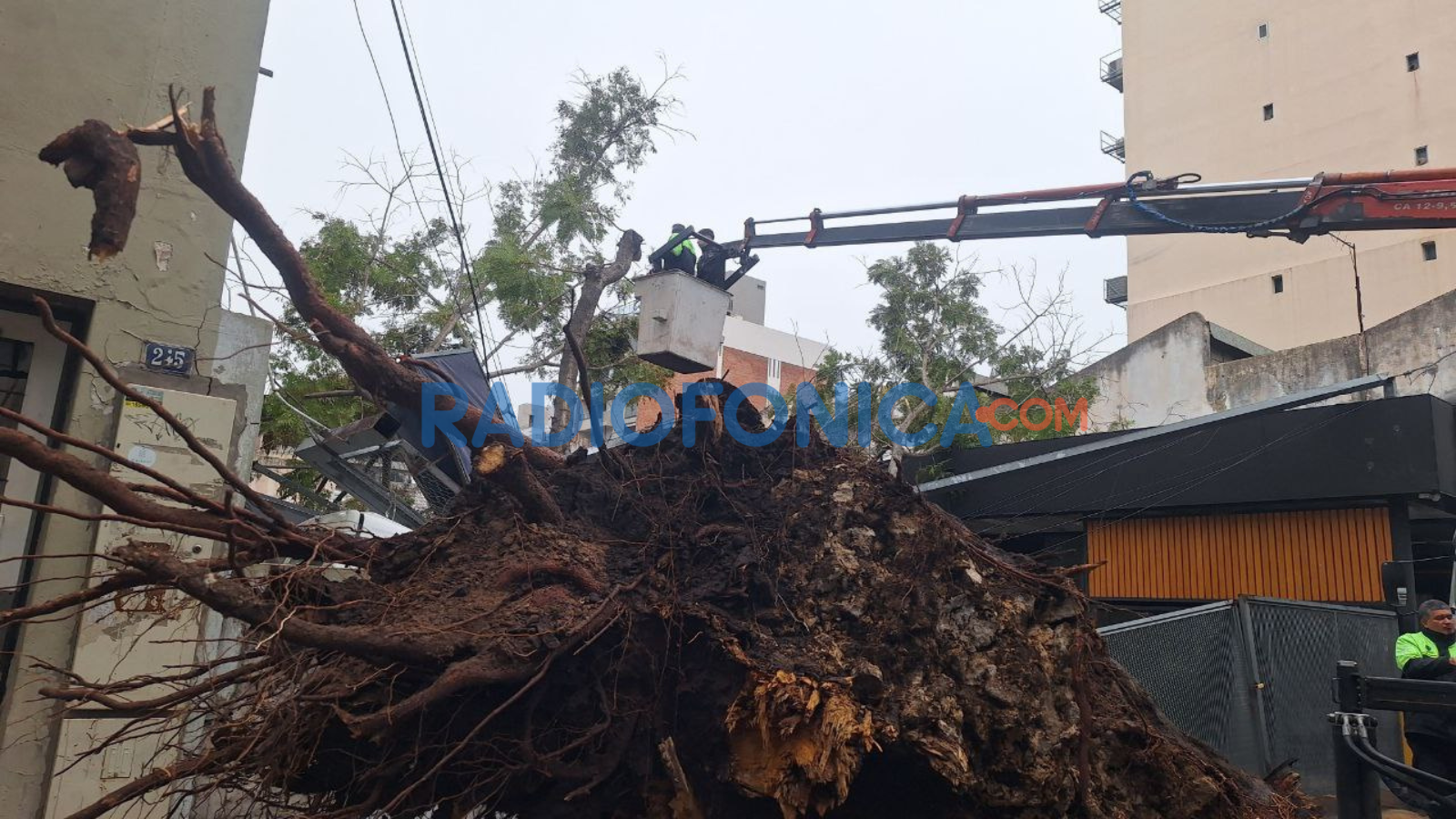 Debido al viento cayó un árbol y aplastó al menos 5 autos en Balcarce